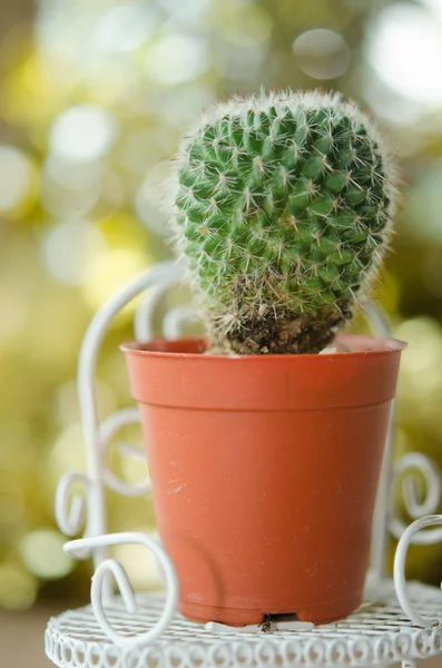 Kaktus Auf Goldenem Hintergrund — Stockfoto