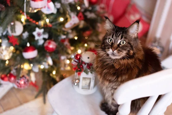 Gatto Siede Una Sedia Legno Bianca Sullo Sfondo Albero Natale — Foto Stock