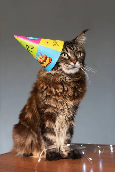 Gato Con Gorra Cumpleaños Sobre Fondo Gris — Foto de Stock