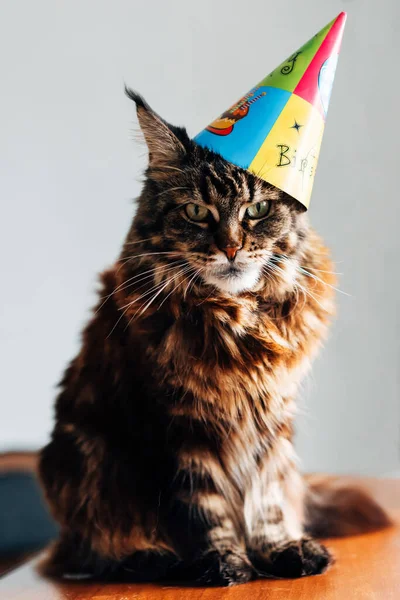 Cat Maine Coon Een Verjaardagskap Een Grijze Achtergrond — Stockfoto