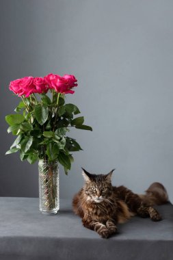 Kedi ve bir buket pembe gül, gri arka planda vazoda.