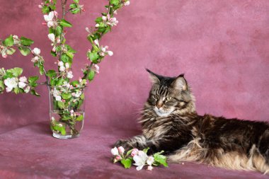 Kirazlı arka planda Maine Rakunu Kedi ve Elma Çiçeği