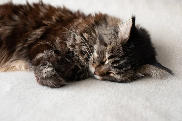 Kočka Spí Zblízka — Stock fotografie