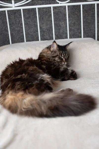 Γάτα Κοιμάται Στο Κρεβάτι Κοντινό Πλάνο — Φωτογραφία Αρχείου