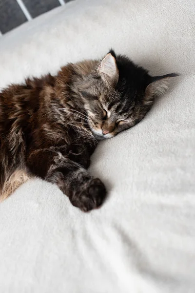 Gato Dorme Cama Close — Fotografia de Stock