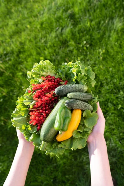 Ruce Drží Velký Talíř Různými Čerstvé Farmářské Zeleniny Letní Sklizeň — Stock fotografie