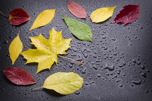 Few wet colored leaves — Stock Photo, Image