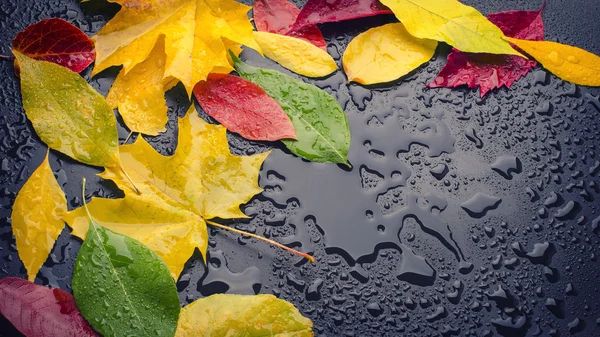 Wet leaves yellow red green — Stock Photo, Image
