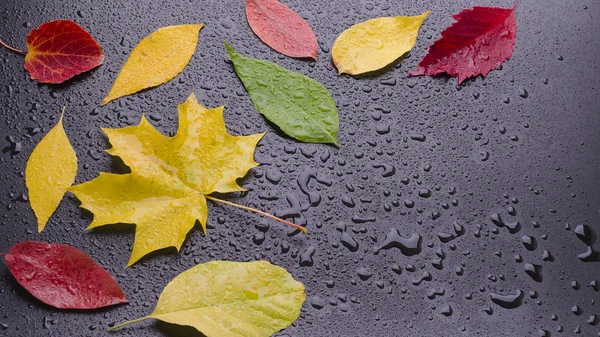 Few wet leaves — Stock Photo, Image