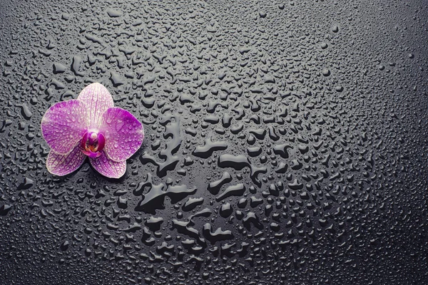 Orquídea sobre un fondo negro húmedo Fotos De Stock Sin Royalties Gratis