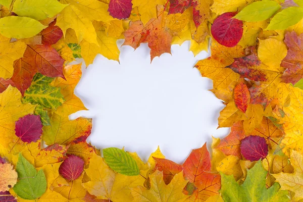Fallen autumn leaves — Stock Photo, Image