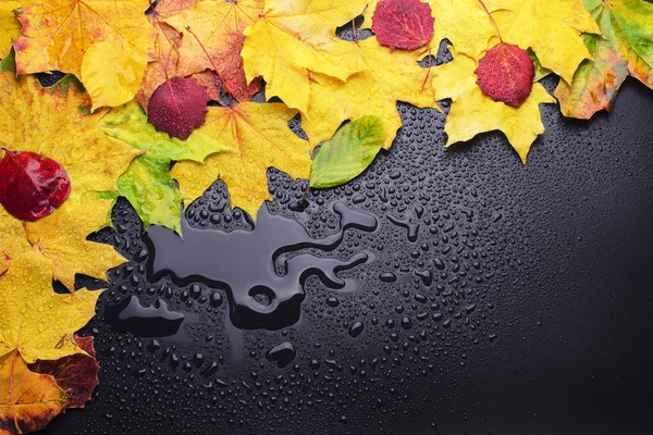 Wet leaves on black background — Stock Photo, Image