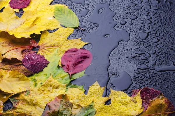 Leaves on wet black background — Stock Photo, Image