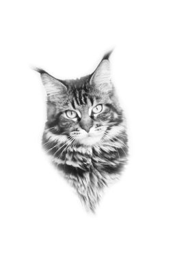 Maine Coon