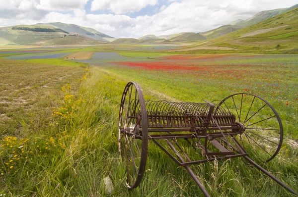 Fiorita 디 Castelluccio 디 노르 시아 스톡 사진