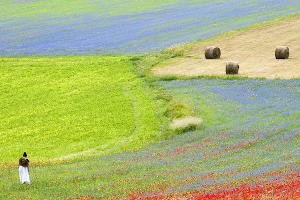 Fiorita-ді-Castelluccio Стокове Фото