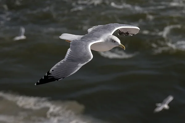 Jonathan Livingston