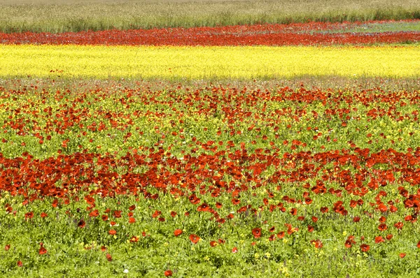 castelluccio di Norcia çiçekli