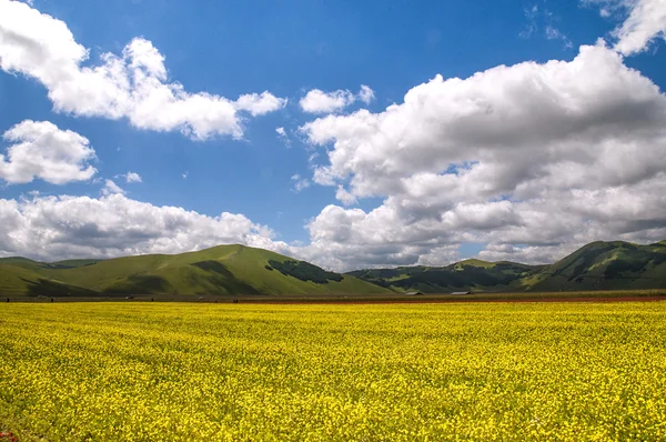 Fiorita di Castelluccio di Norcia