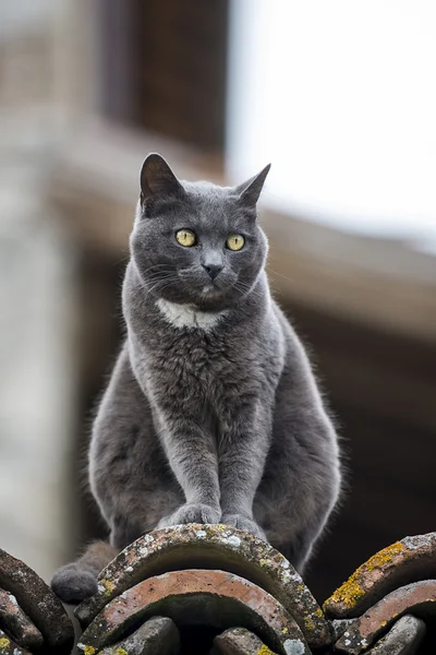 Çatıdaki kedi.