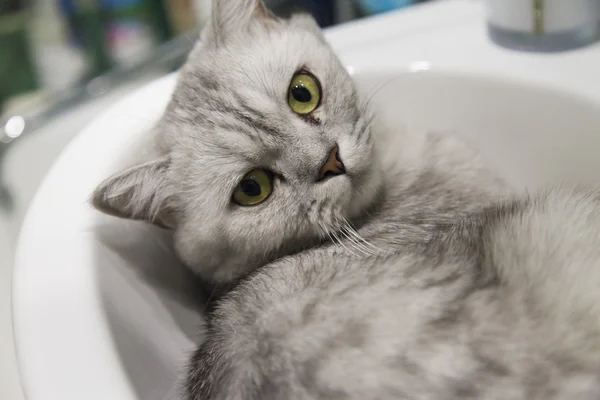 Gato gris en un fregadero — Foto de Stock