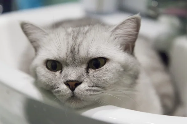 Gato gris en un fregadero — Foto de Stock