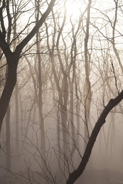 Туман в лесу
