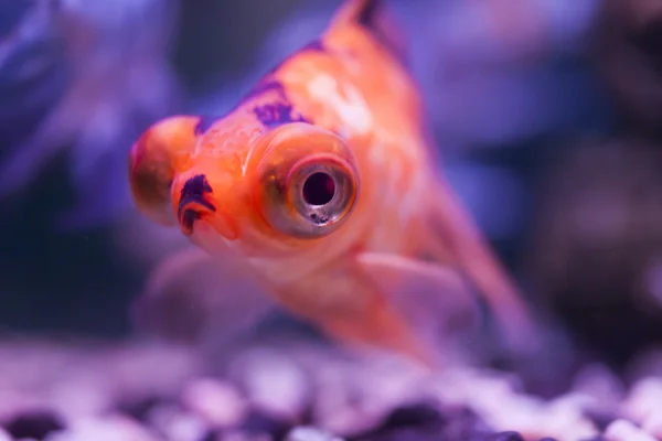 Kleine Fische im Aquarium — Stockfoto