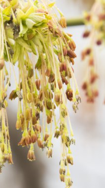 Ağacın kulak halkaları