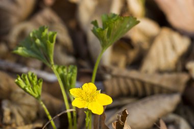 İlk bahar çiçekleri