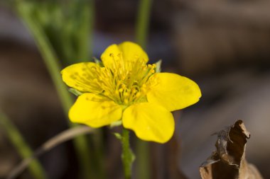 İlk bahar çiçekleri