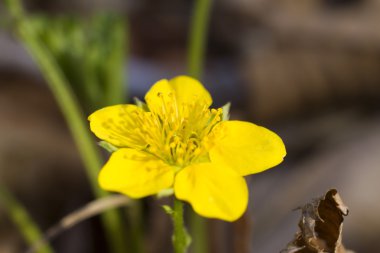 İlk bahar çiçekleri