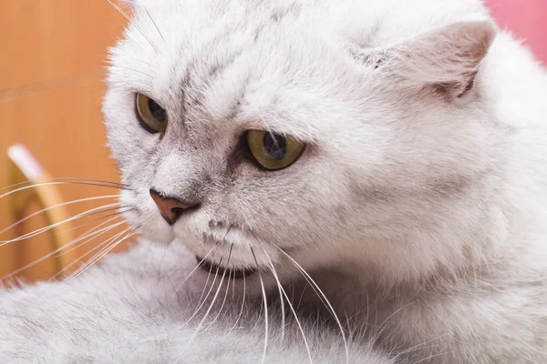 Великий сірий кіт — стокове фото