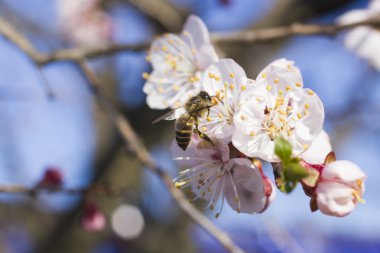 Arı bir meyve ağacı üzerinde