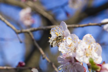 Arı bir meyve ağacı üzerinde
