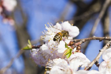 Arı bir meyve ağacı üzerinde
