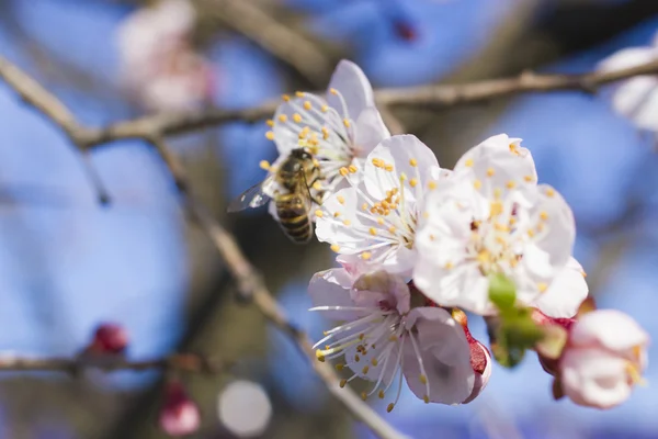 Abeja en un árbol frutal —  Fotos de Stock