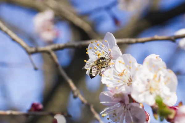 Abeja en un árbol frutal — Foto de Stock