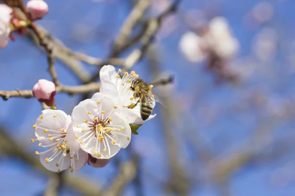 Abeja en un árbol frutal — Foto de Stock