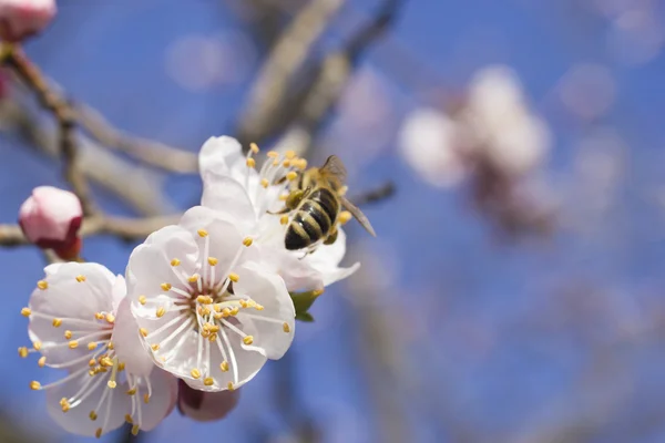 Abeja en un árbol frutal —  Fotos de Stock