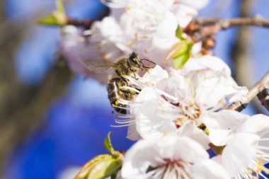 Arı bir meyve ağacı üzerinde