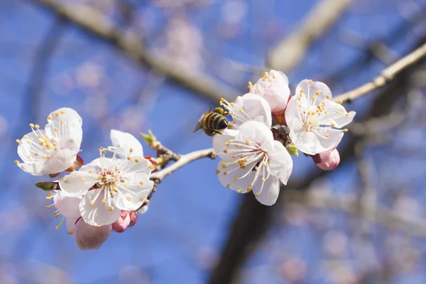 Abeja en un árbol frutal —  Fotos de Stock