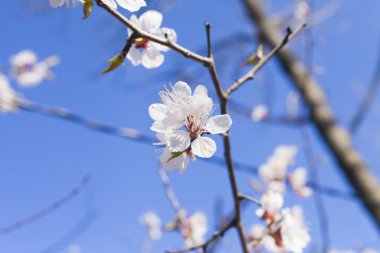 Güzel bahar çiçekleri