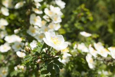 Güzel bahar çiçekleri