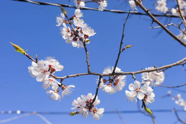 Hermosas flores de primavera —  Fotos de Stock