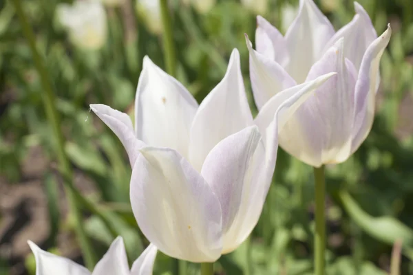 Bellissimi fiori primaverili — Foto Stock