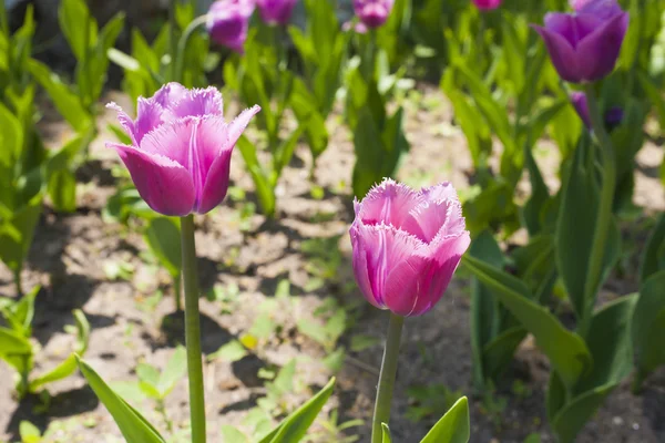 Bellissimi fiori primaverili — Foto Stock