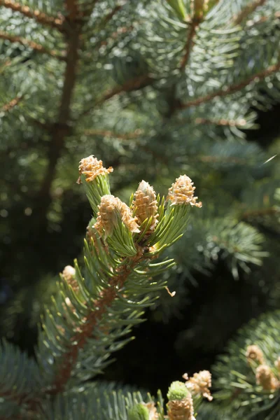 Jong ontsnapt op een fir-tree — Stockfoto