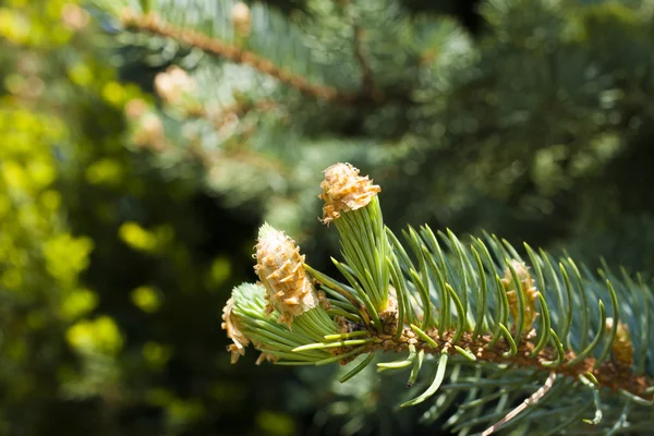 Young escapes on a fir-tree — Stock Photo, Image