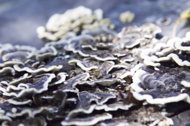 Ağaçtaki mantarlar